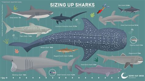 biggest megalodon in the world|Megalodon shark, its huge body length and .